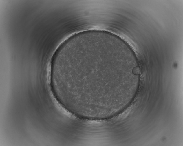 X0000097631126200803211803