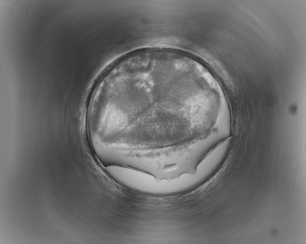 X0000097631224200803211801