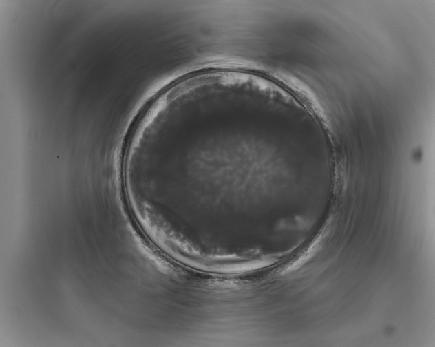 X0000097631231200803211801