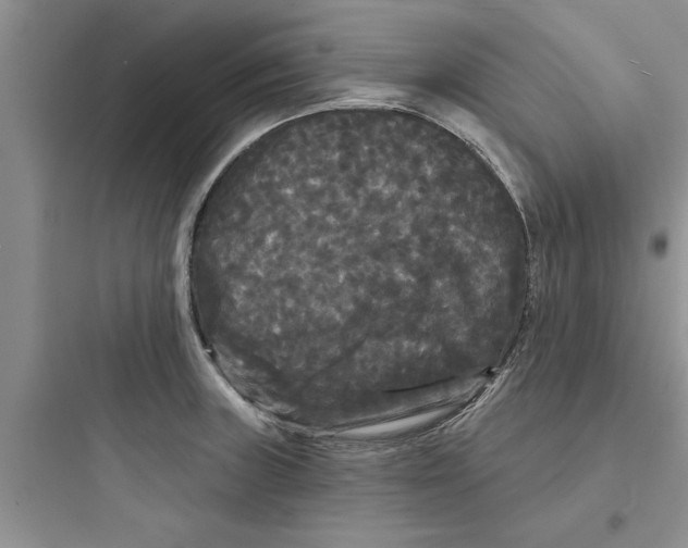 X0000097631235200803211801