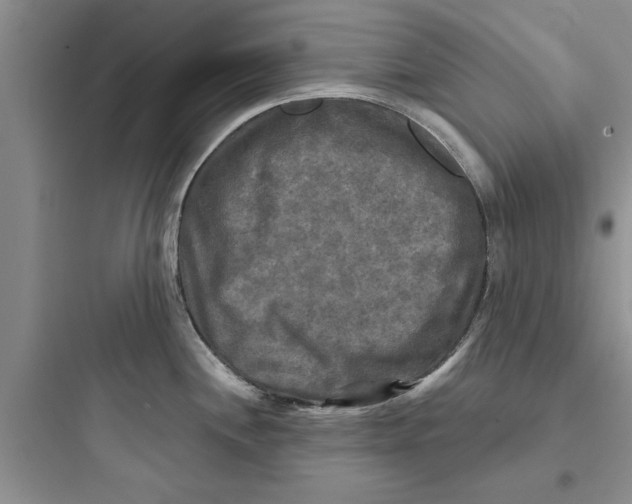 X0000097631244200803211801