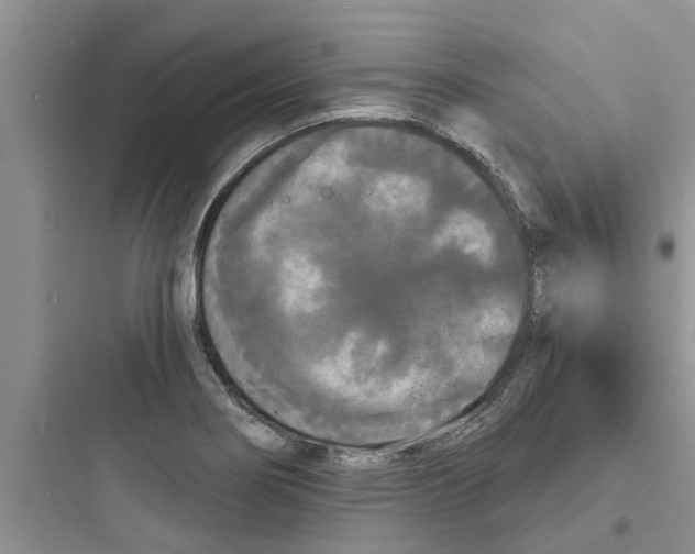 X0000097631274200803211800