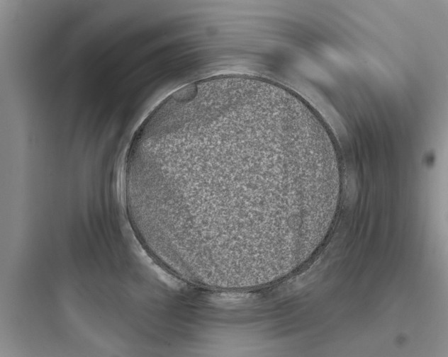 X0000097631290200803211800