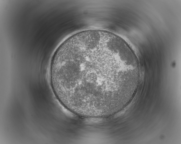 X0000097631294200803211800