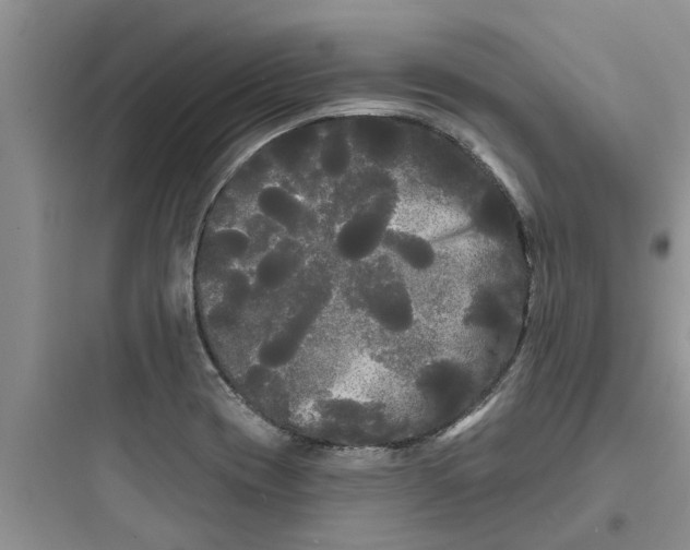 X0000097631417200803211758