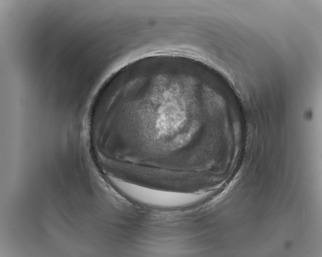 X0000097631506200803211756