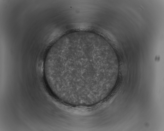 X0000097630024200803281111
