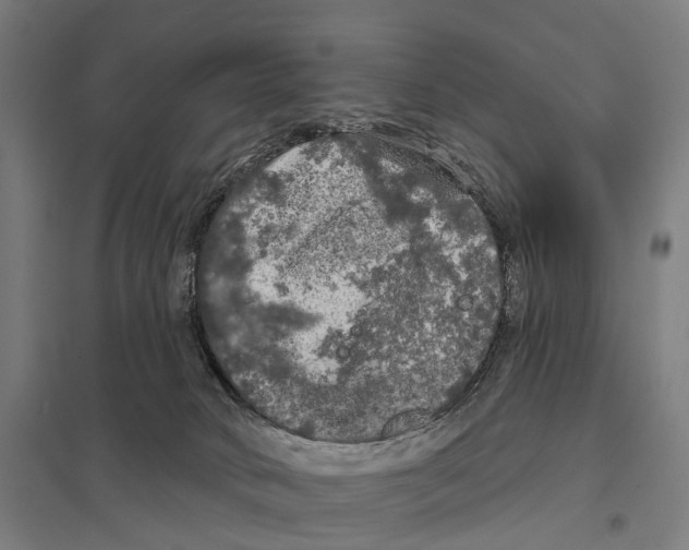 X0000097630034200803281111