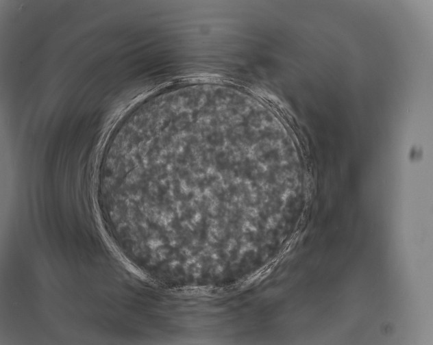 X0000097630049200803281110
