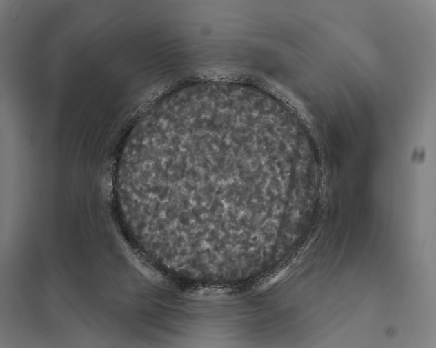 X0000097630065200803281110