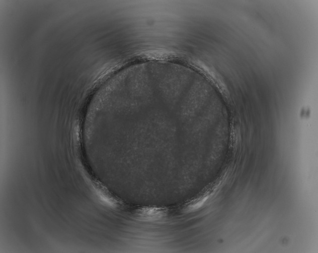X0000097630117200803281109