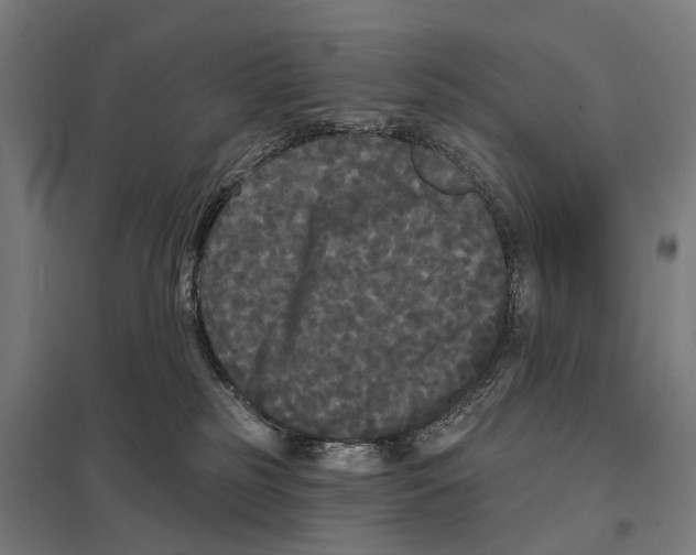 X0000097630185200803281109