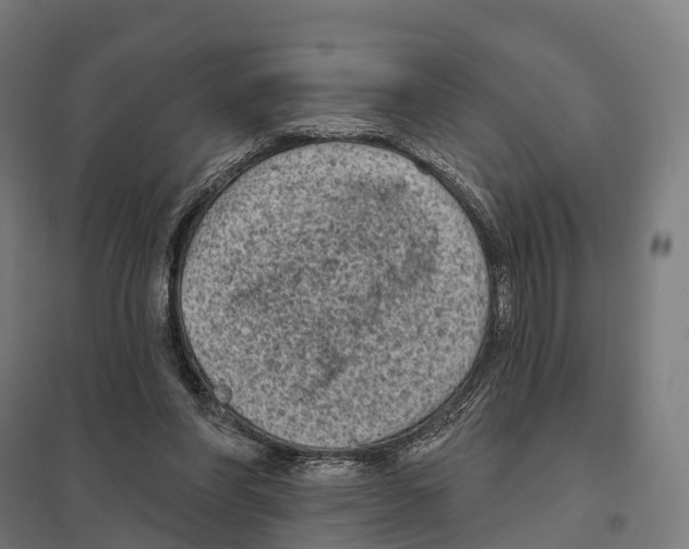 X0000097630206200803281108