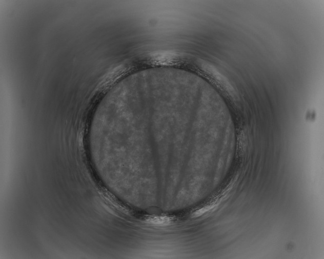 X0000097630217200803281108