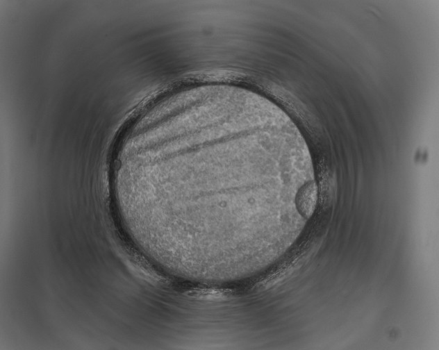 X0000097630254200803281107