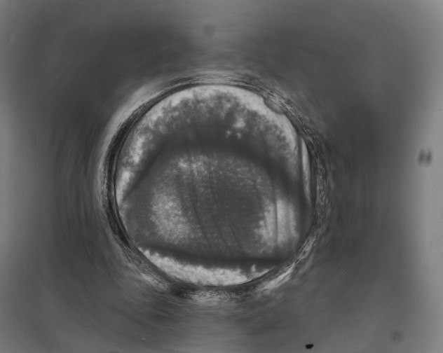 X0000097630343200803281105