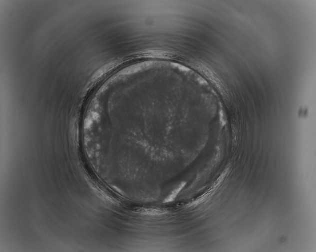X0000097630349200803281106