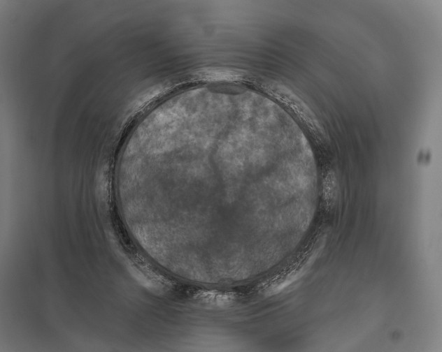X0000097630352200803281106