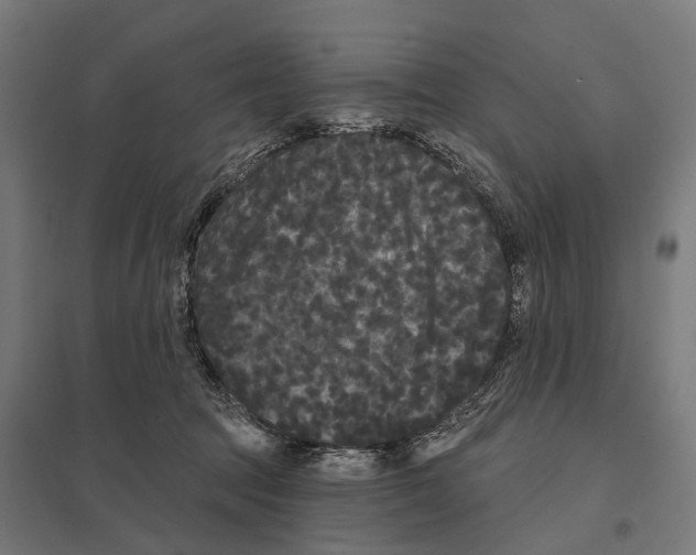 X0000097630369200803281106