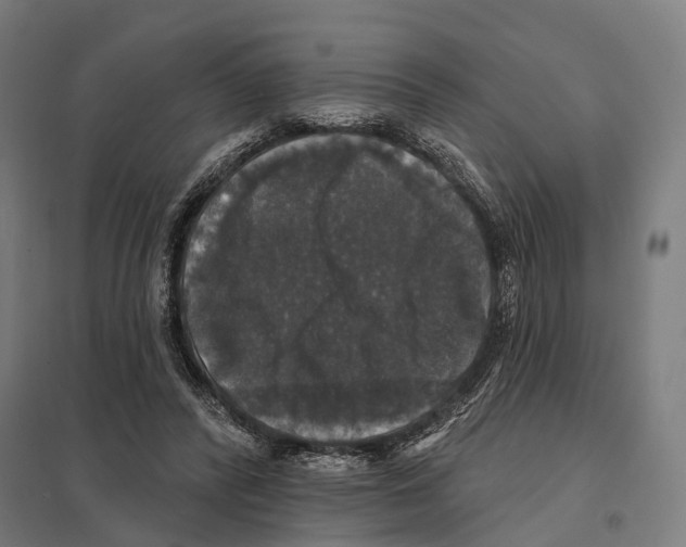 X0000097630400200803281105