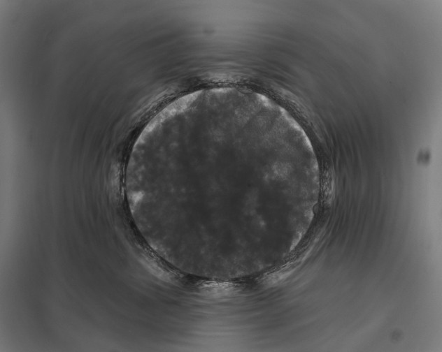 X0000097630428200803281105