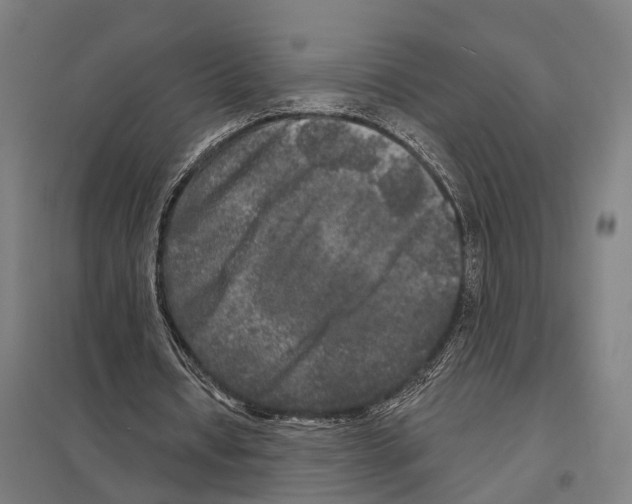 X0000097630434200803281104