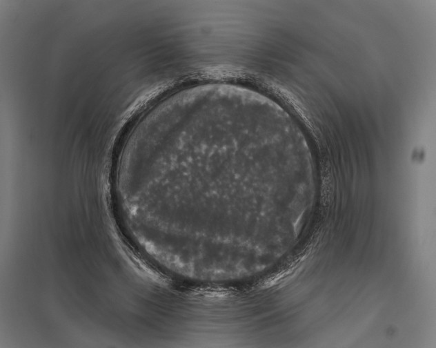 X0000097630443200803281104