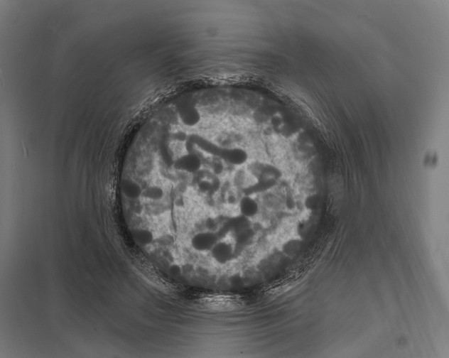 X0000097630499200803281104