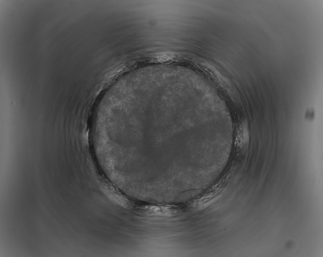 X0000097630524200803281103