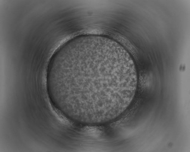 X0000097630534200803281102