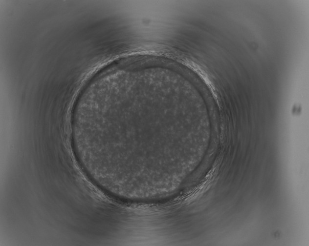 X0000097630673200803281101