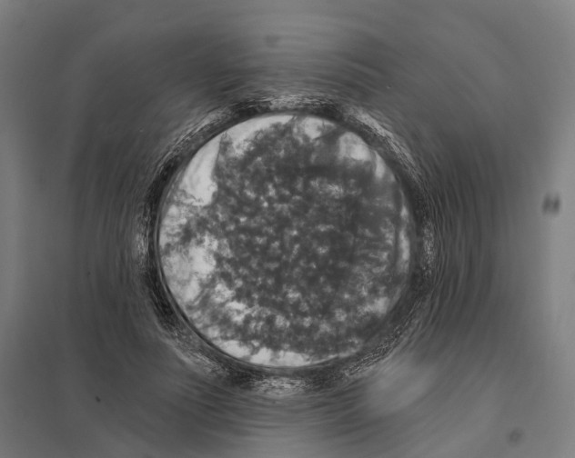 X0000097630691200803281101