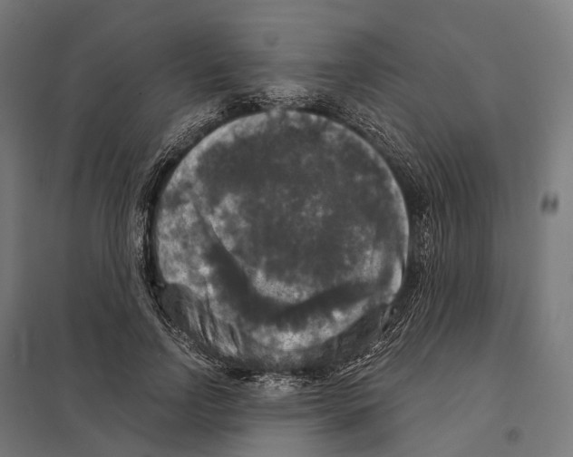 X0000097630742200803281100