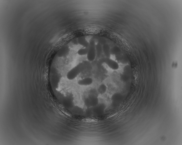 X0000097630745200803281100