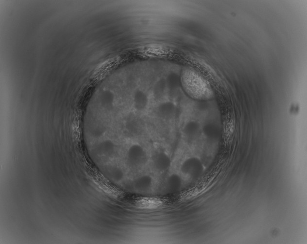 X0000097630749200803281100