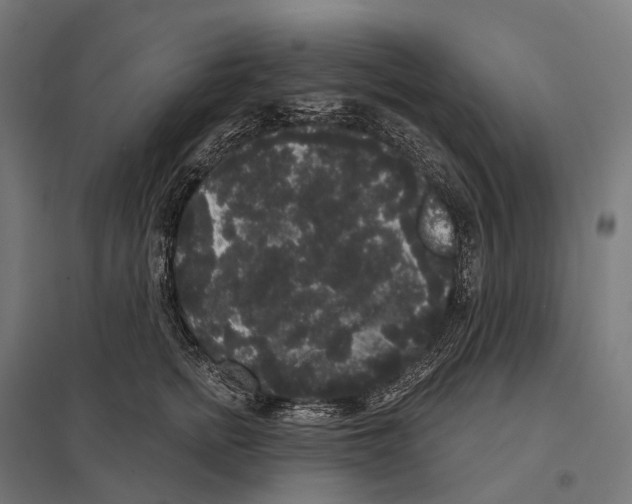 X0000097630758200803281100