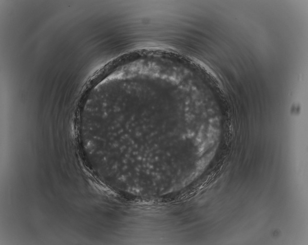X0000097630775200803281059