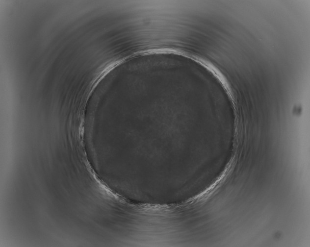 X0000097630809200803281059