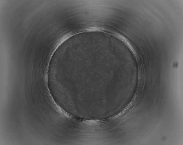 X0000097630810200803281059