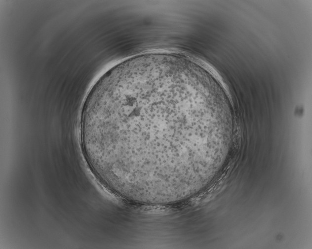 X0000097630811200803281059