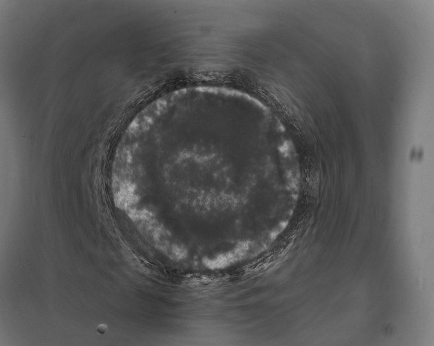 X0000097630817200803281058