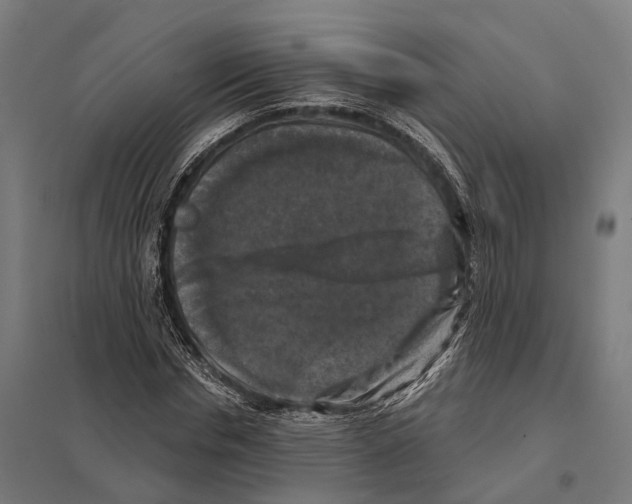 X0000097630826200803281058