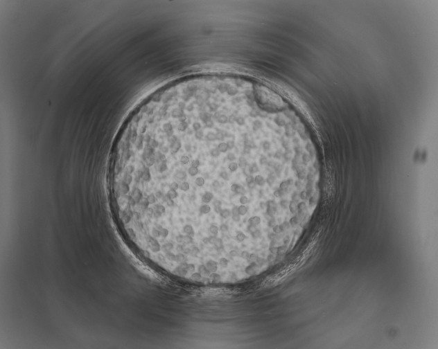 X0000097630847200803281058