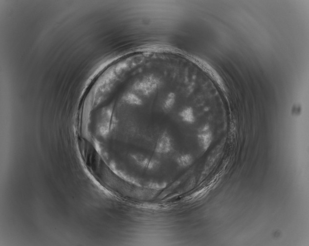 X0000097630855200803281058