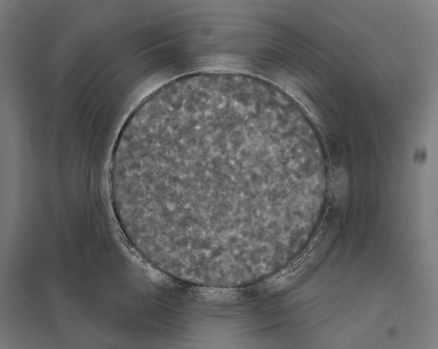 X0000097630856200803281058