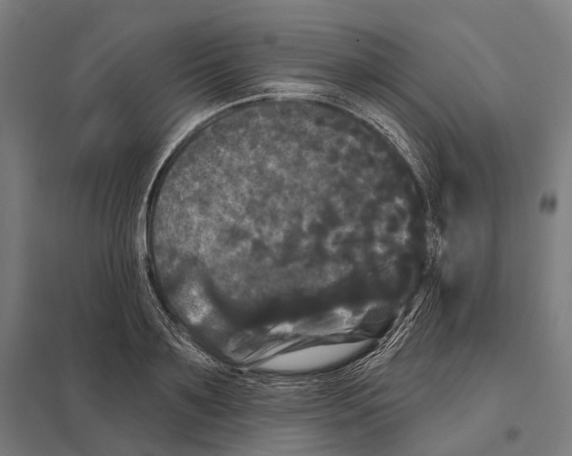 X0000097630891200803281057