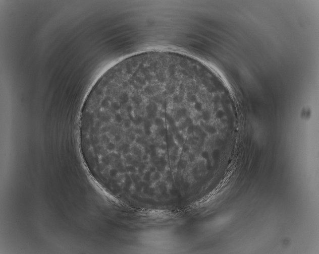 X0000097630903200803281057