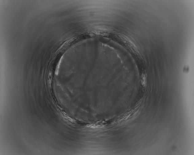 X0000097630915200803281056