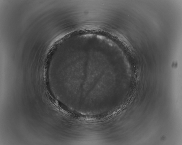X0000097630920200803281056