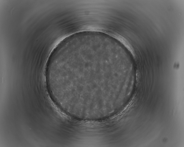 X0000097630972200803281056